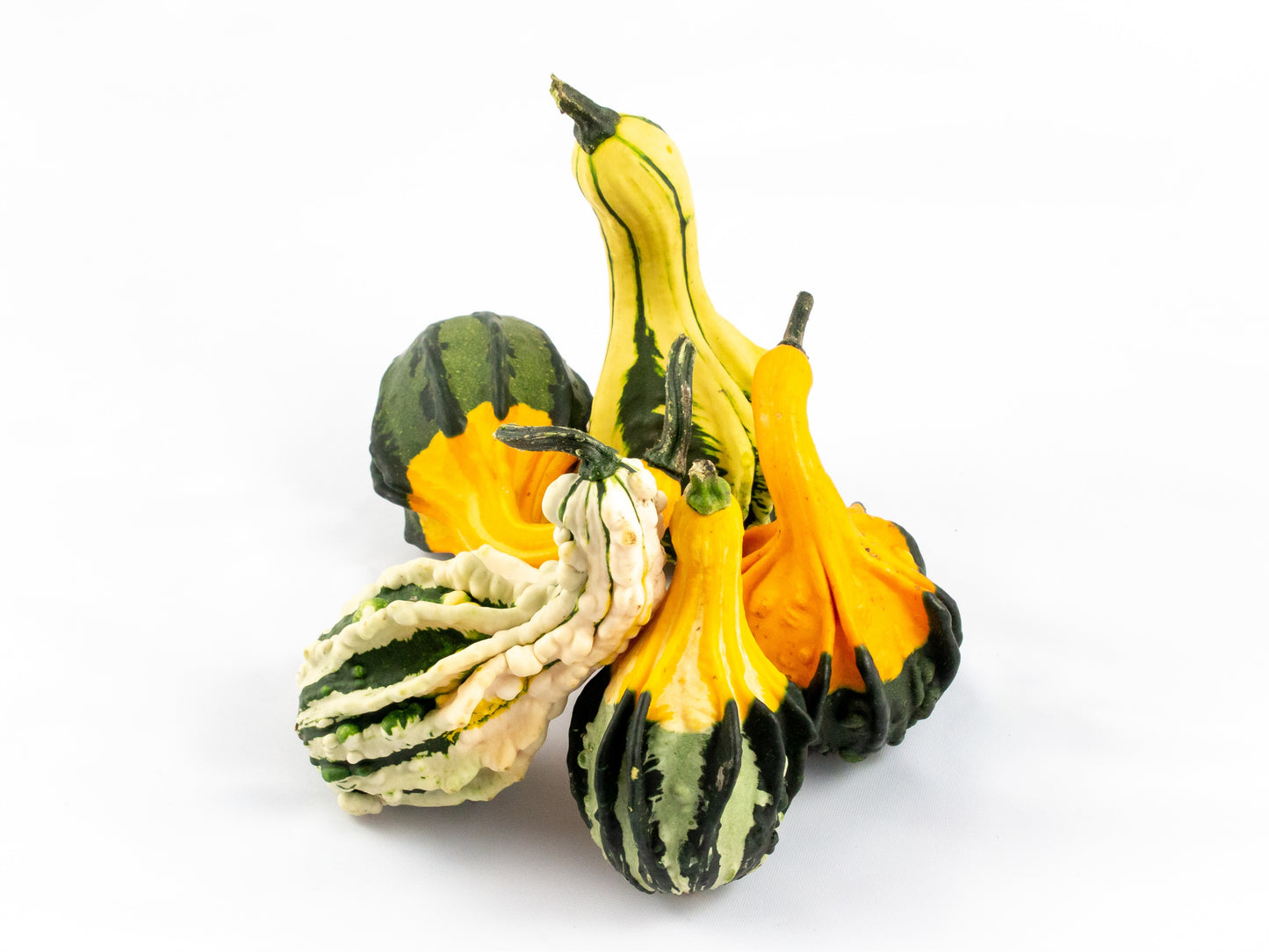 Cucurbita Indian mix 10cm 10cm Pot