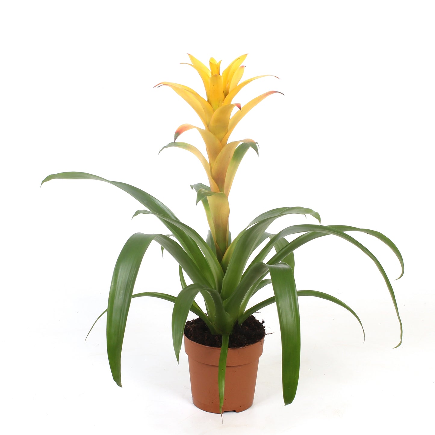 Guzmania Mirador 45cm 12cm Pot