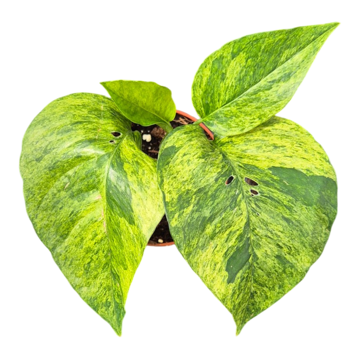 Epipremnum pinnatum Marble Variegated 20cm 9cm Pot