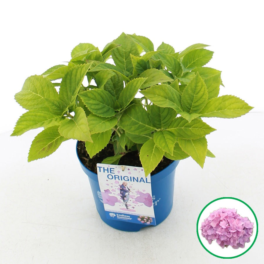 Hydrangea Endless Summer 35cm 20cm Pot