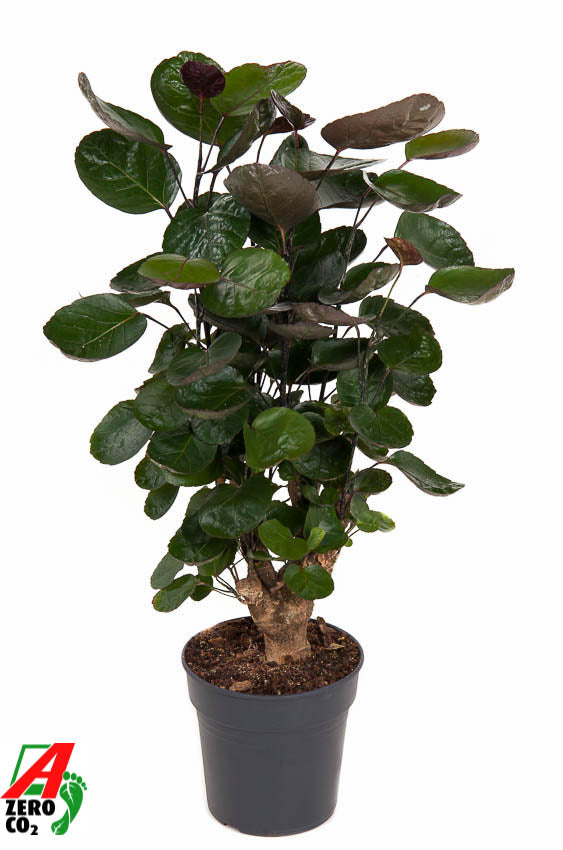 Polyscias Fabian 80cm 19cm Pot