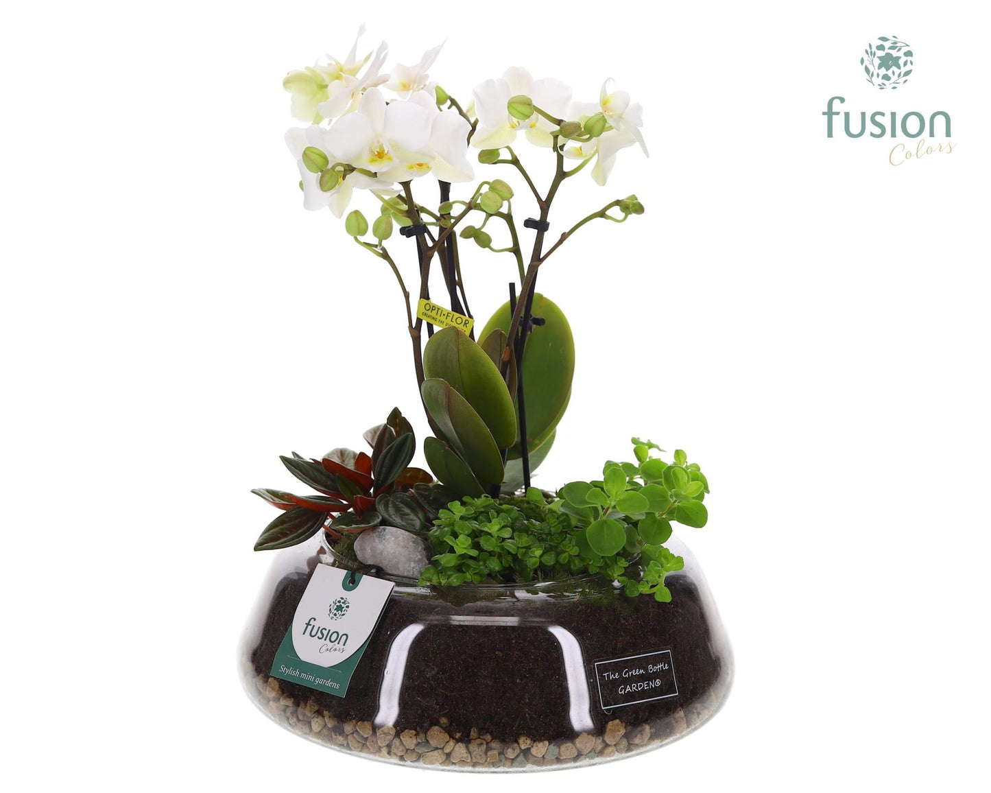 Fusioncolors BV Green Bottle Christel Large met 4tak Phalaenopsis Arrangement 24 uur levertijd Pack of 2