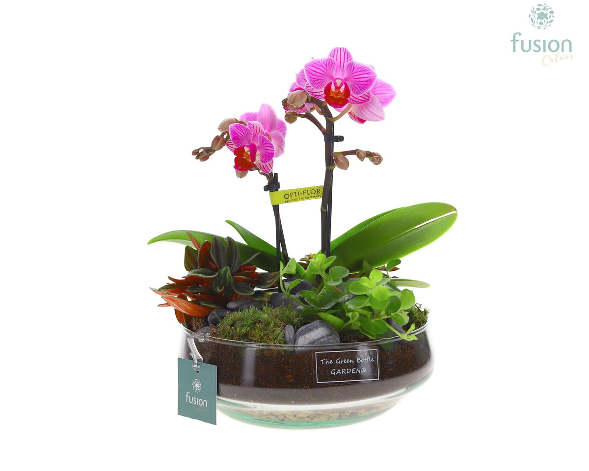 Green Bottle Iris Medium met Phalaenopsis arrangement 25cm 19cm Pot