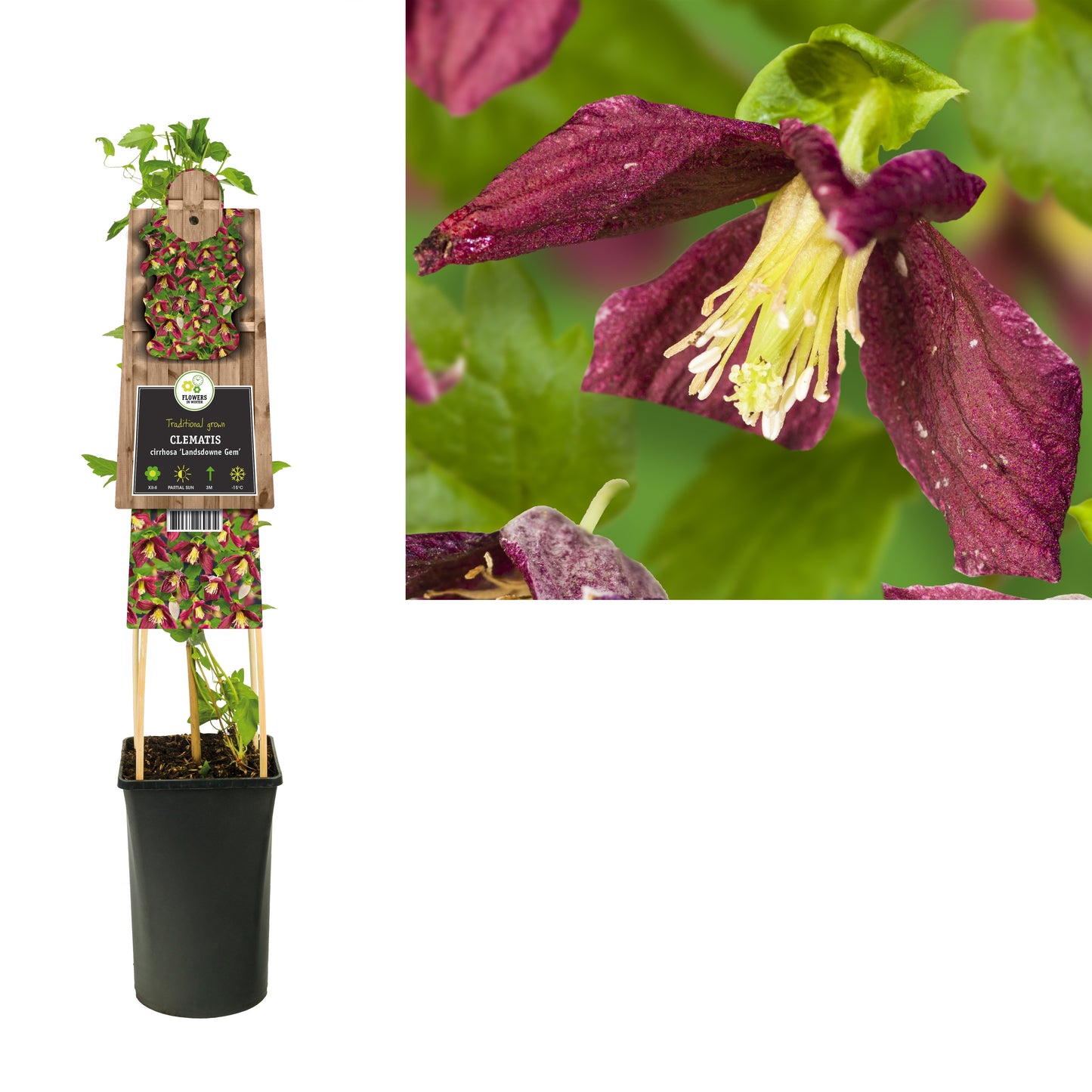 Clematis Landsdowne Gem 75cm 17cm Pot