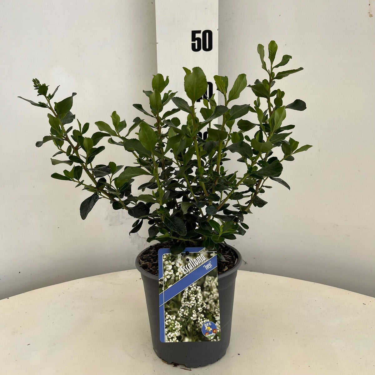 Escallonia Iveyi 45cm 17cm Pot