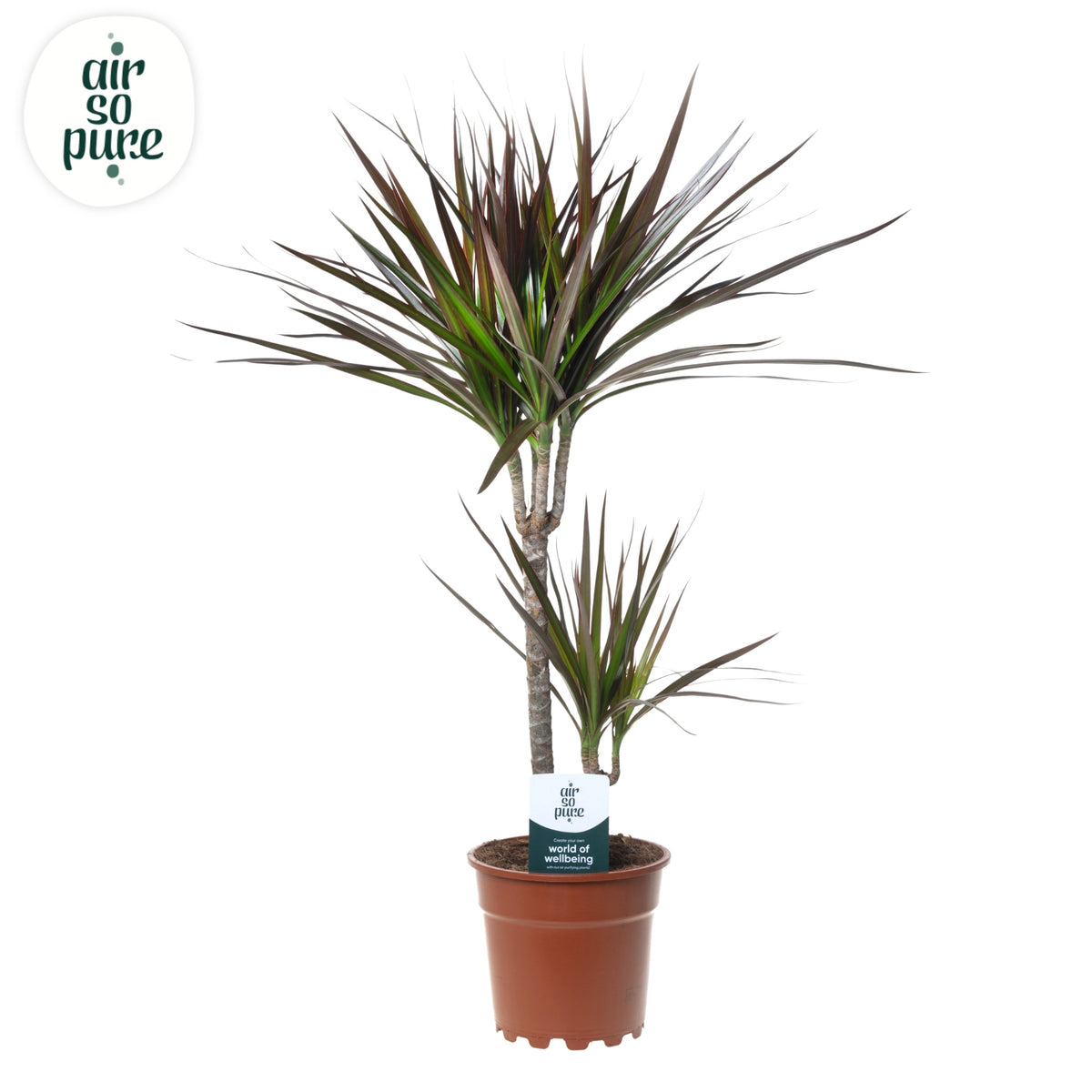 Dracaena Magenta 70cm 17cm Pot