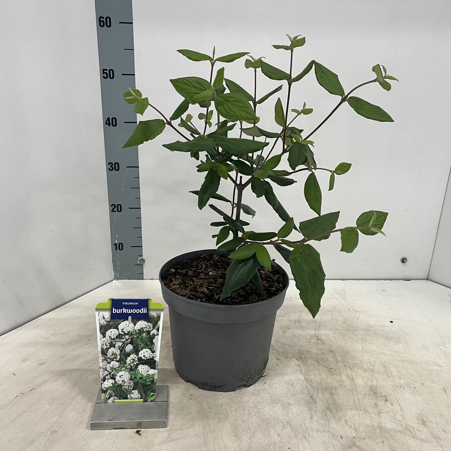Viburnum burkwoodii 65cm 23cm Pot