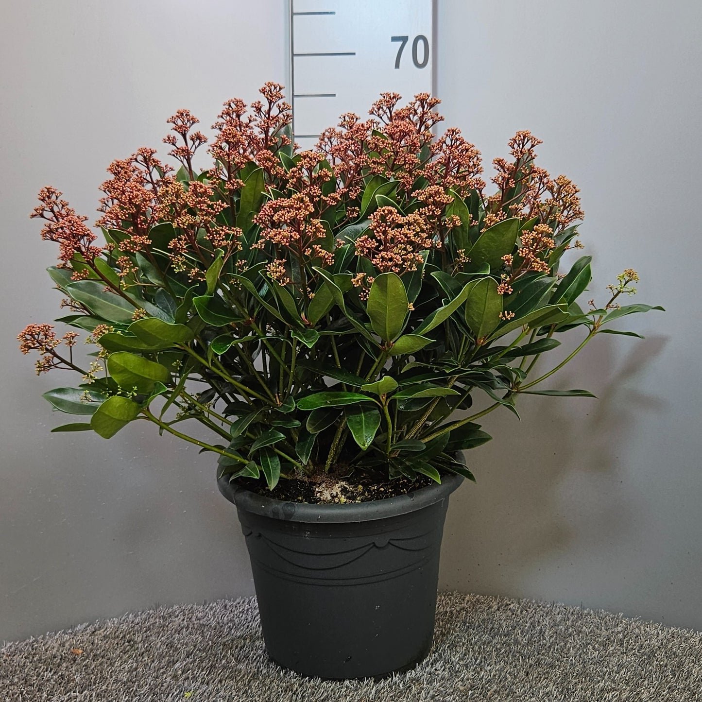 Skimmia japonica Rubesta Optima 60cm 27cm Pot