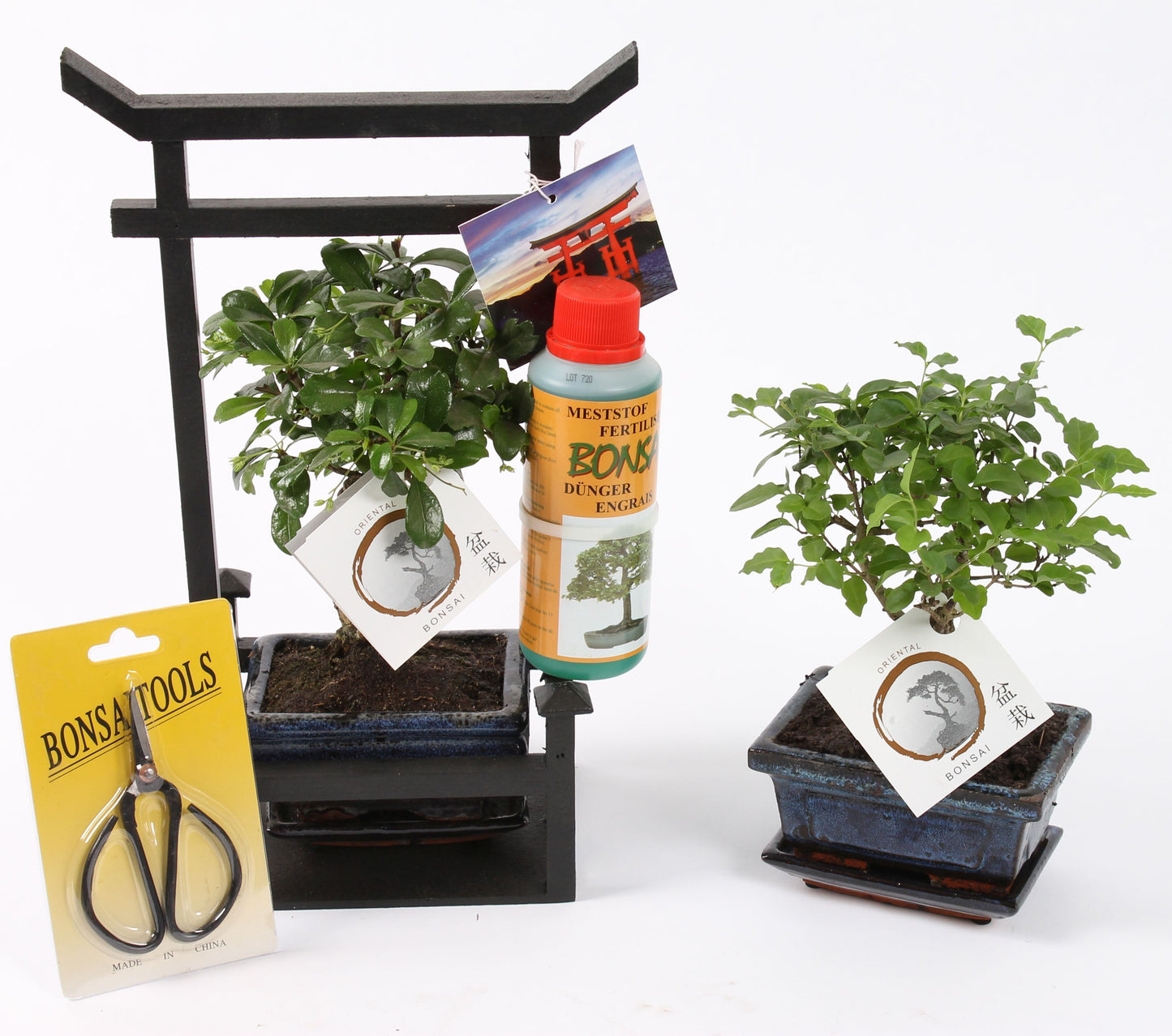 Bonsai mix 35cm 22cm Pot