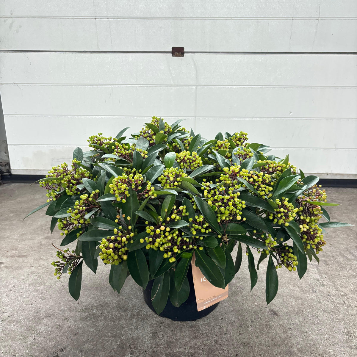 Skimmia japonica Lipstick 65cm 31cm Pot