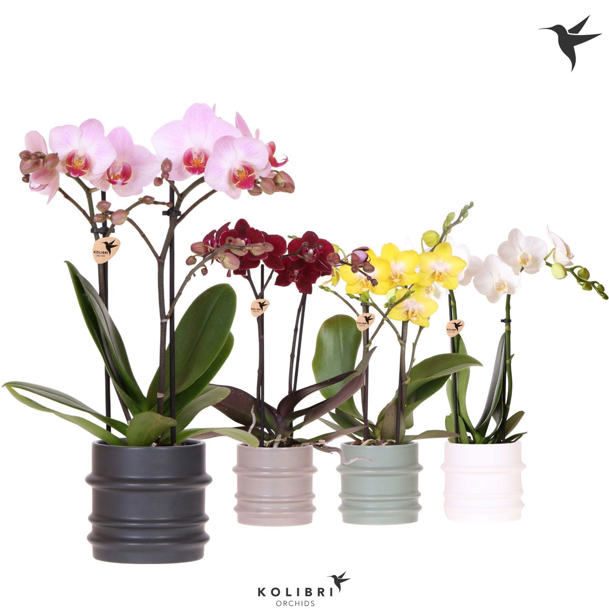 Phalaenopsis mix 40cm 9cm Pot