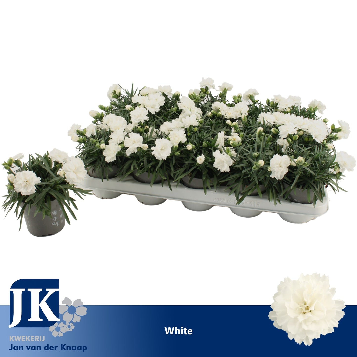 Dianthus Dinah 15cm 10.5cm Pot