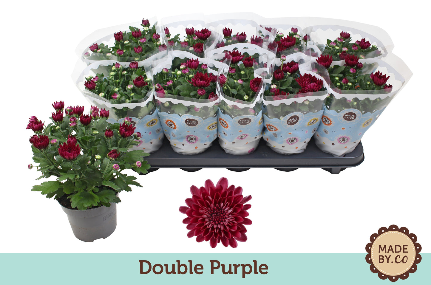 Chrysanthemum double purple 25cm 12cm Pot