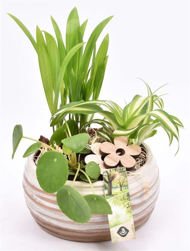 Indoor arrangement 17cm Pot