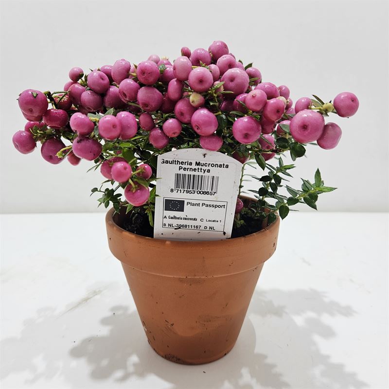 Gaultheria mucronata 20cm 12cm Pot