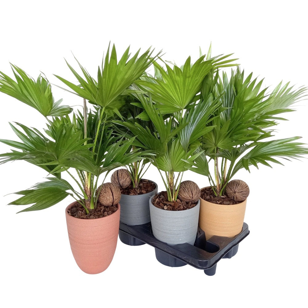 Livistona rotundifolia 65cm 14cm Pot
