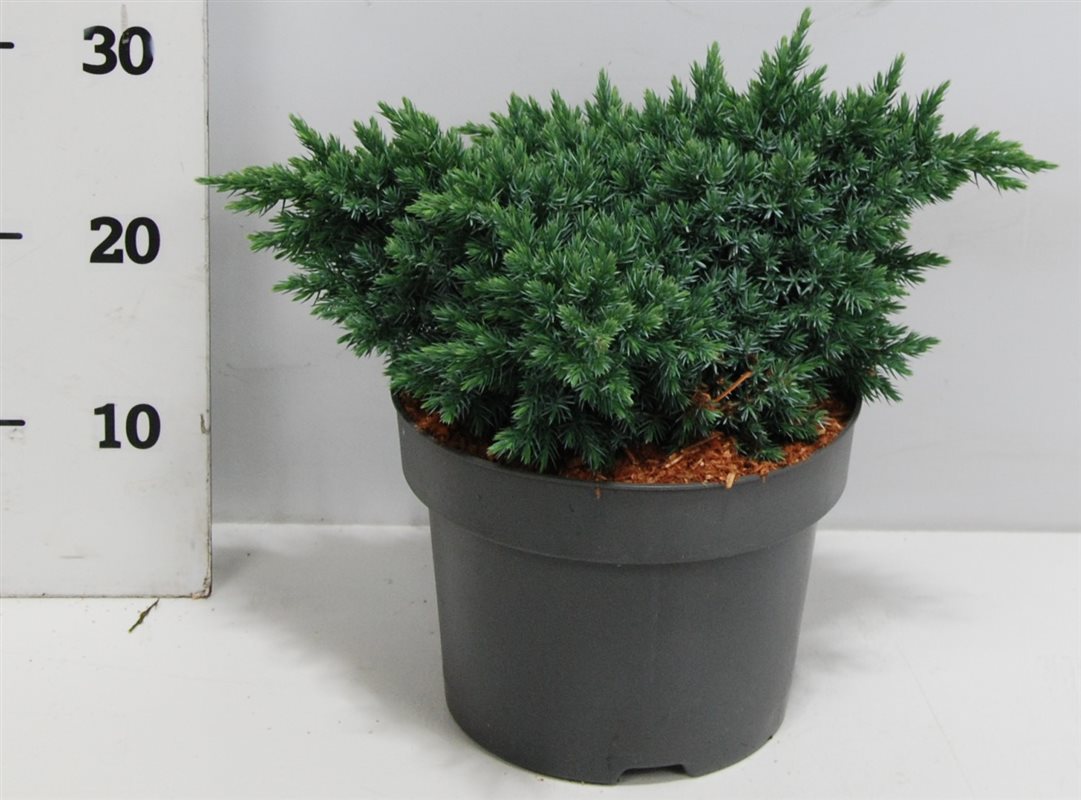 Juniperus Blue Star 40cm 23cm Pot
