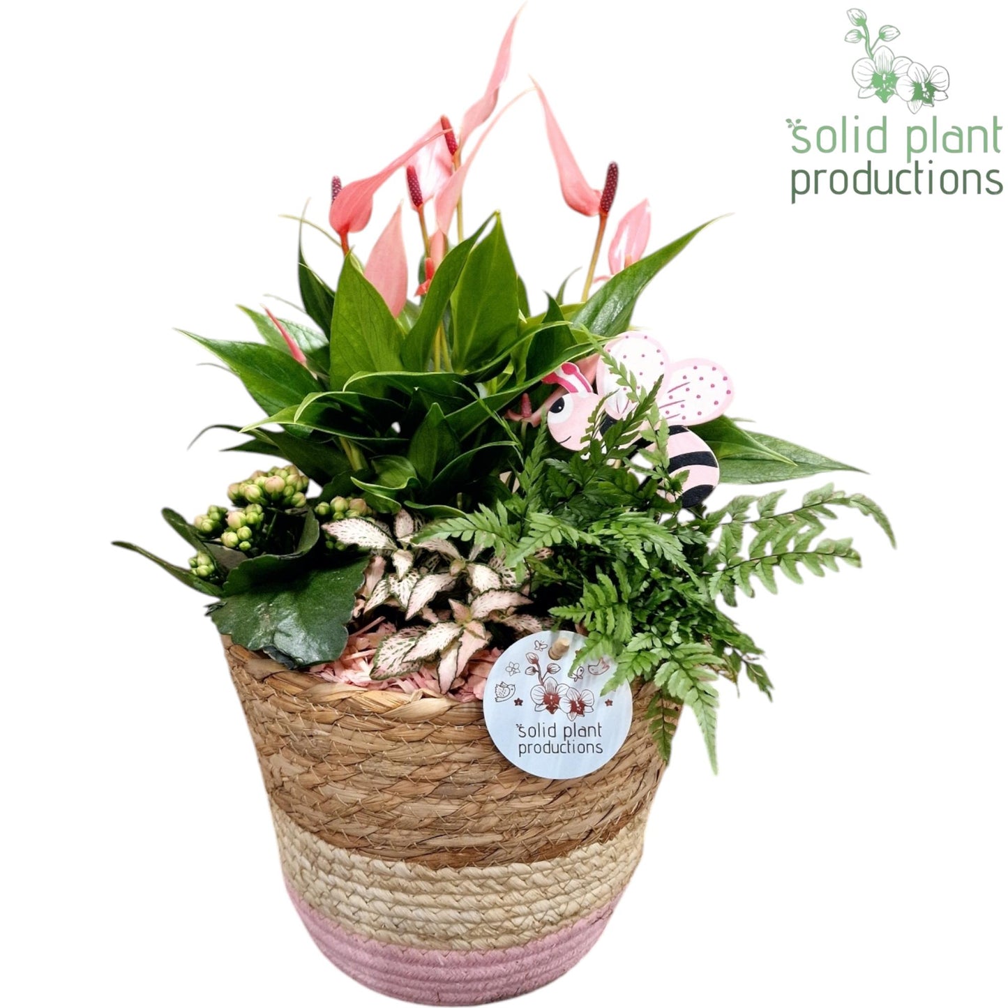 AT022 Babs Basket Large Pink Anthurium 42cm 21cm Pot