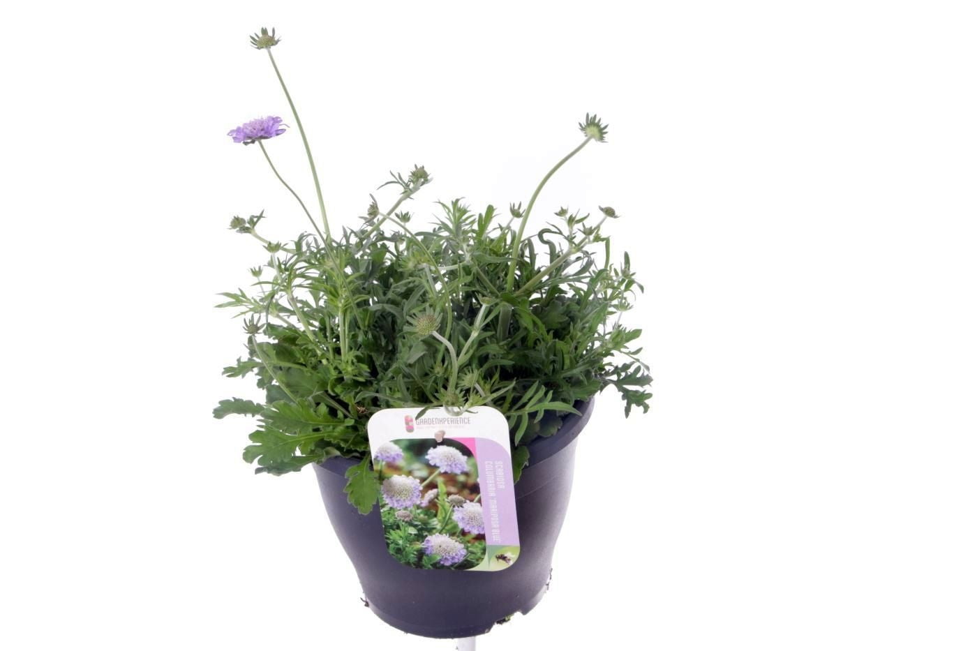 Scabiosa Butterfly Blue 40cm 23cm Pot