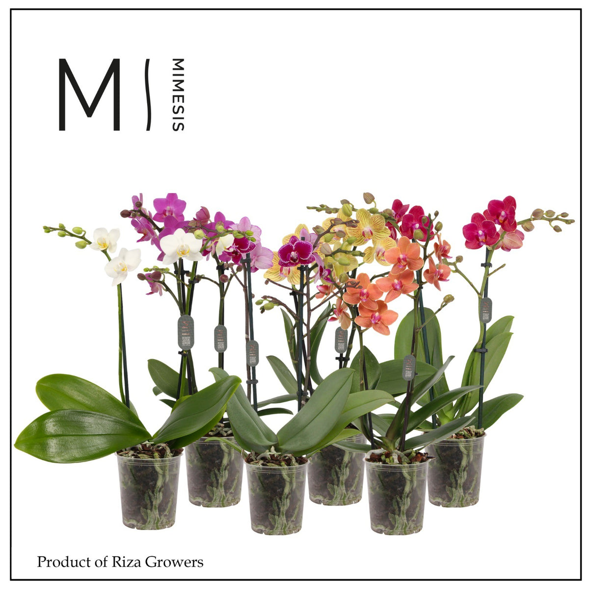Phalaenopsis mix Mimesis 32cm 9cm Pot
