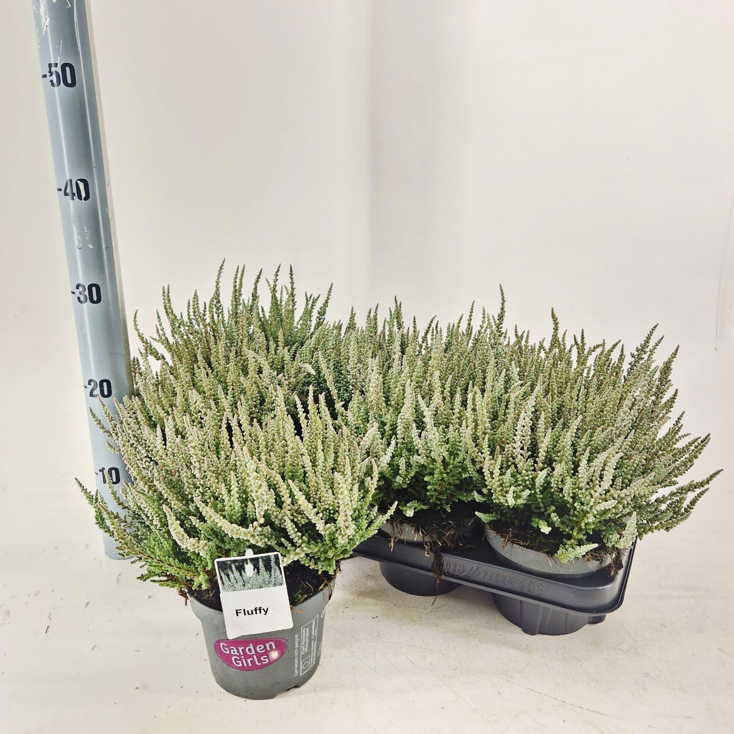 Calluna Garden Girls mix 25cm 13cm Pot