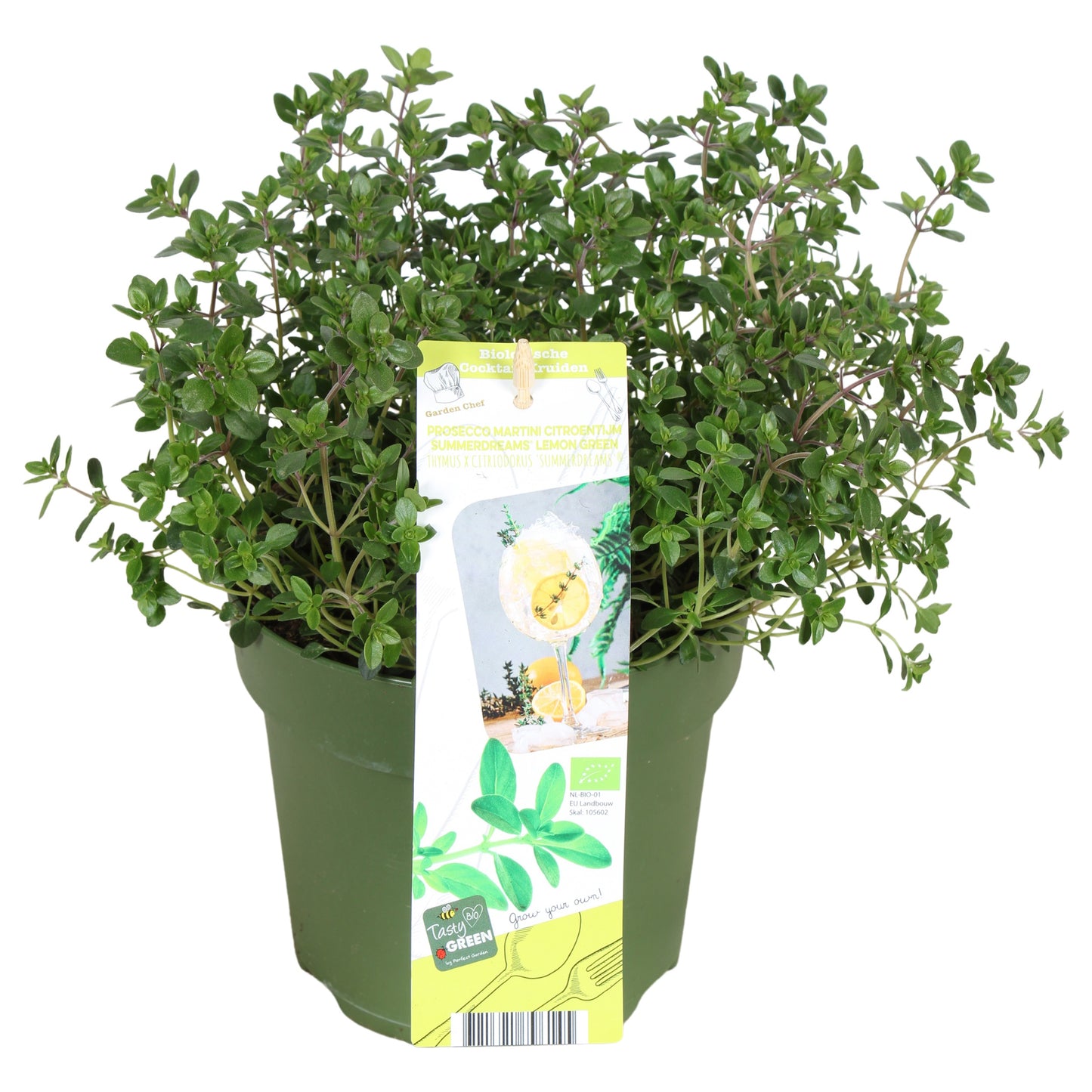 Thymus citriodorus 30cm 14cm Pot