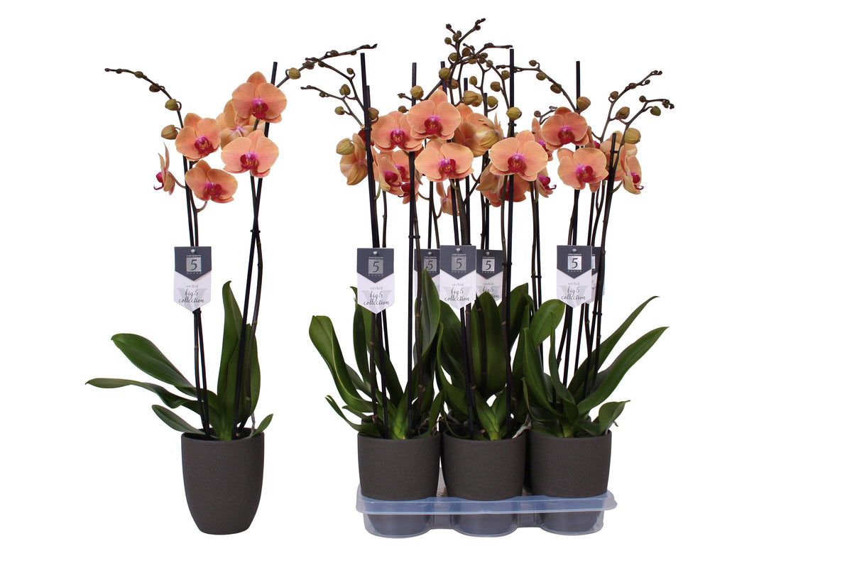 Phalaenopsis Caribbean Dream 70cm 12cm Pot