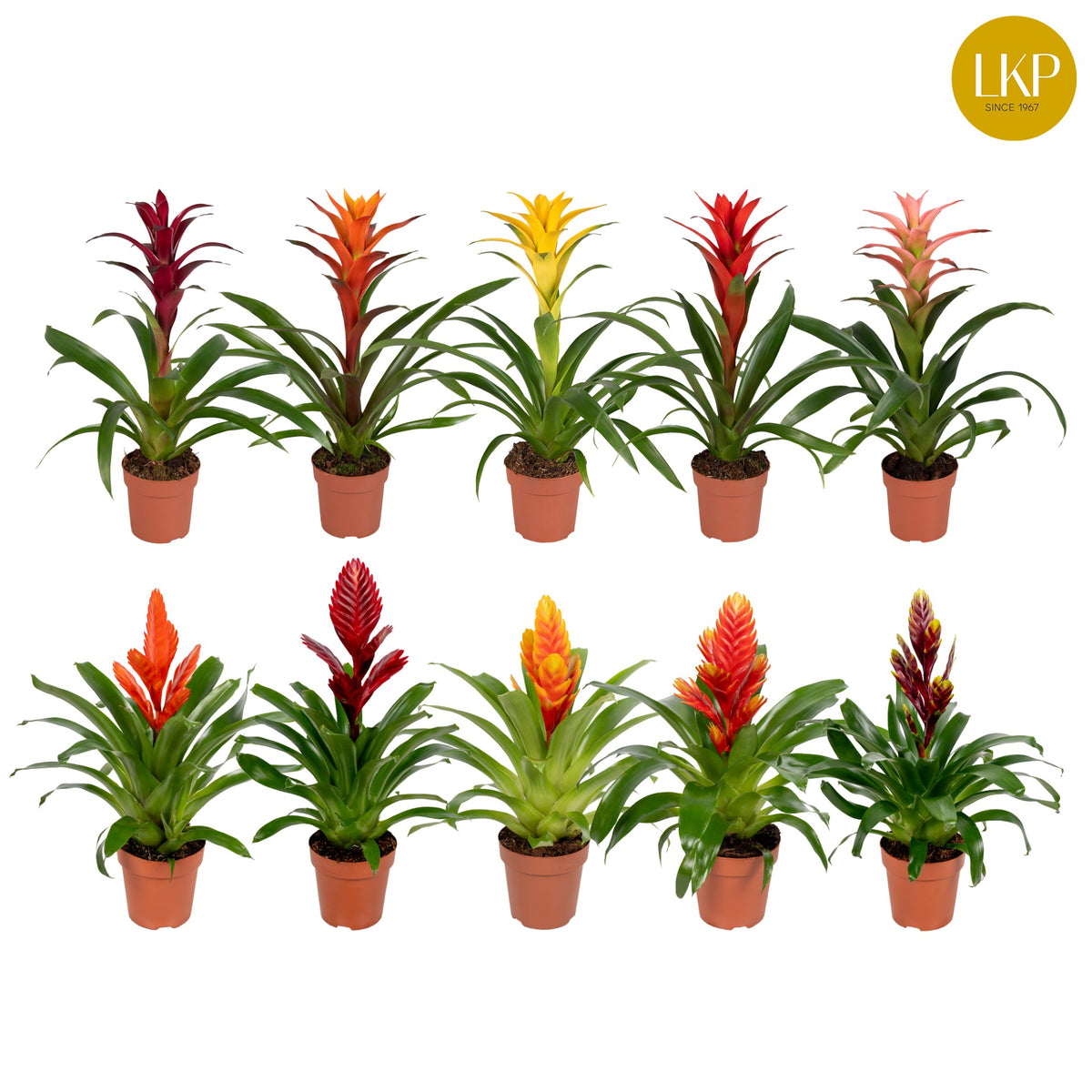Bromelia mix 45cm 12cm Pot