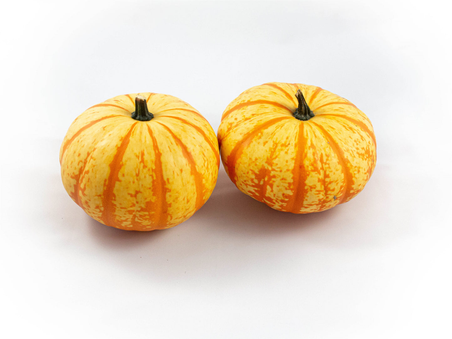 Cucurbita Blaze 17cm 17cm Pot