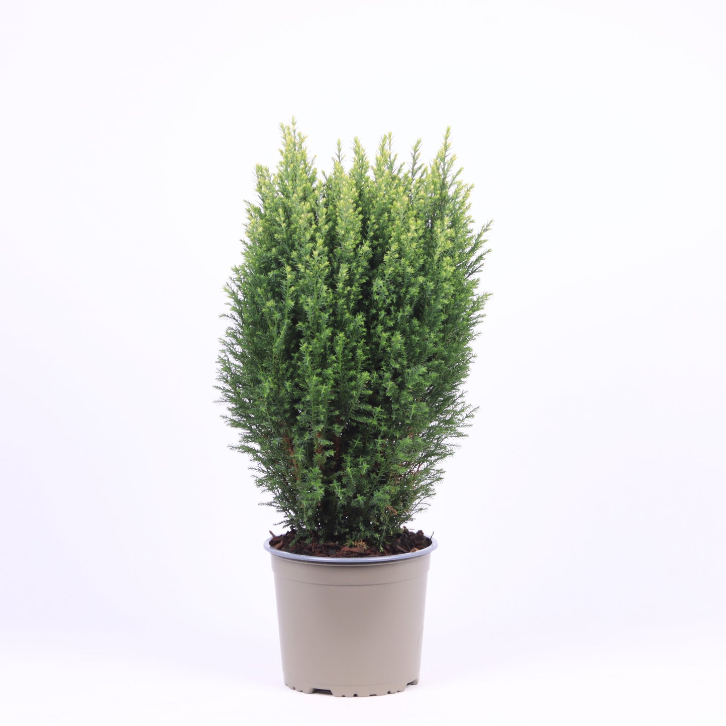 Chamaecyparis Snow White 40cm 17cm Pot