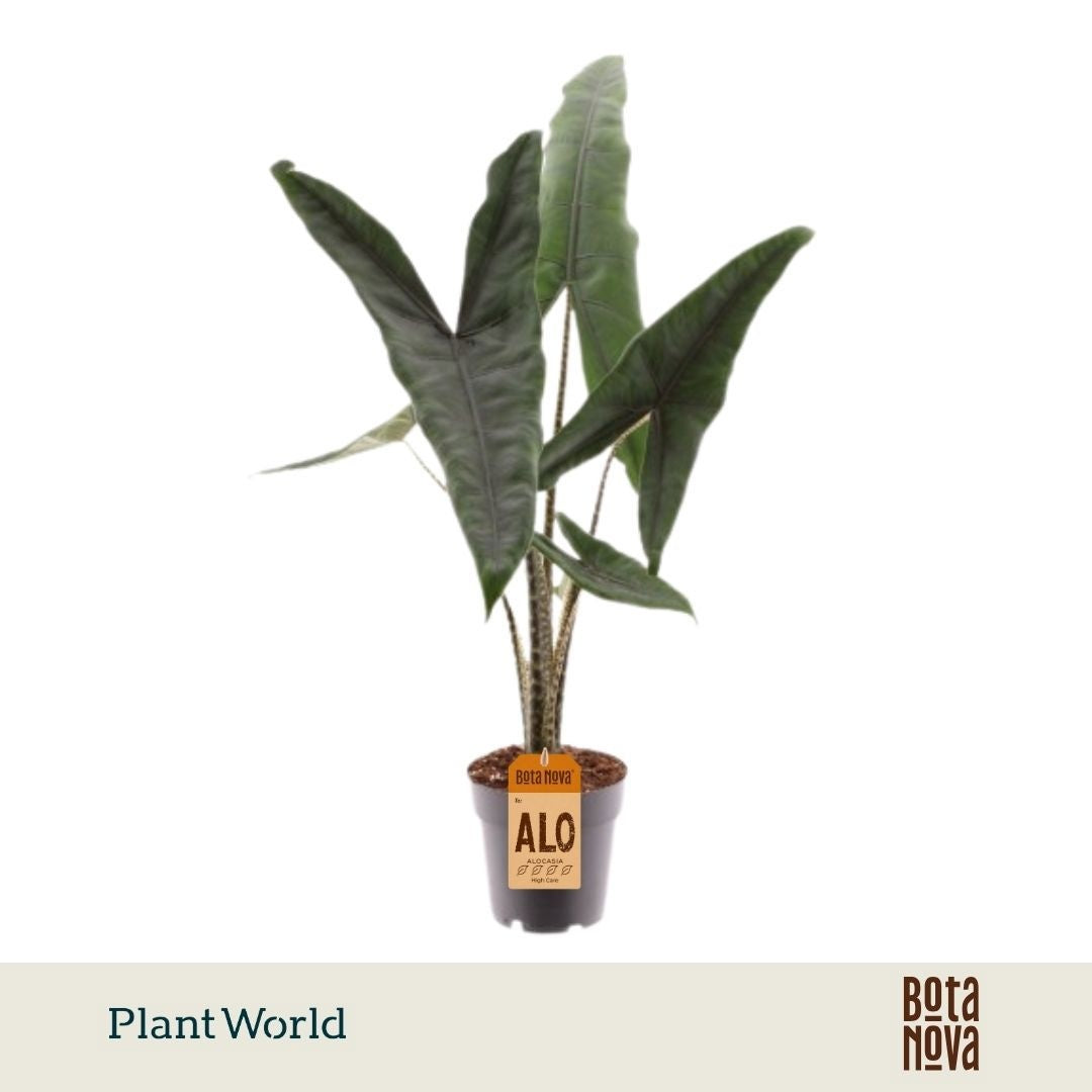 Alocasia Tigrina Superba 60cm 14cm Pot