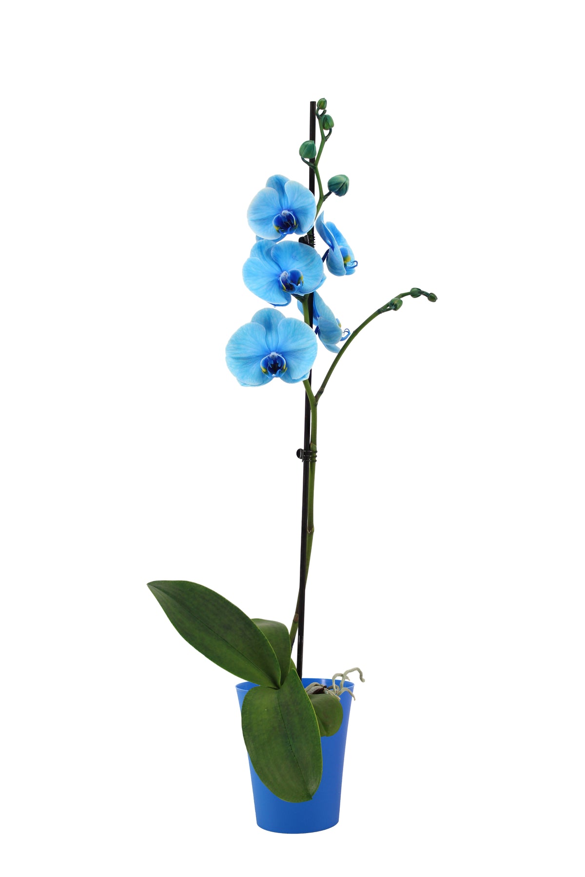 Phalaenopsis I Am Blue 55cm 12cm Pot