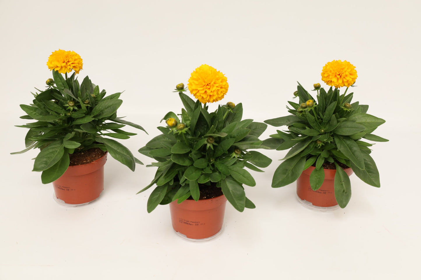 Coreopsis Solanna Golden Sphere 25cm 13cm Pot