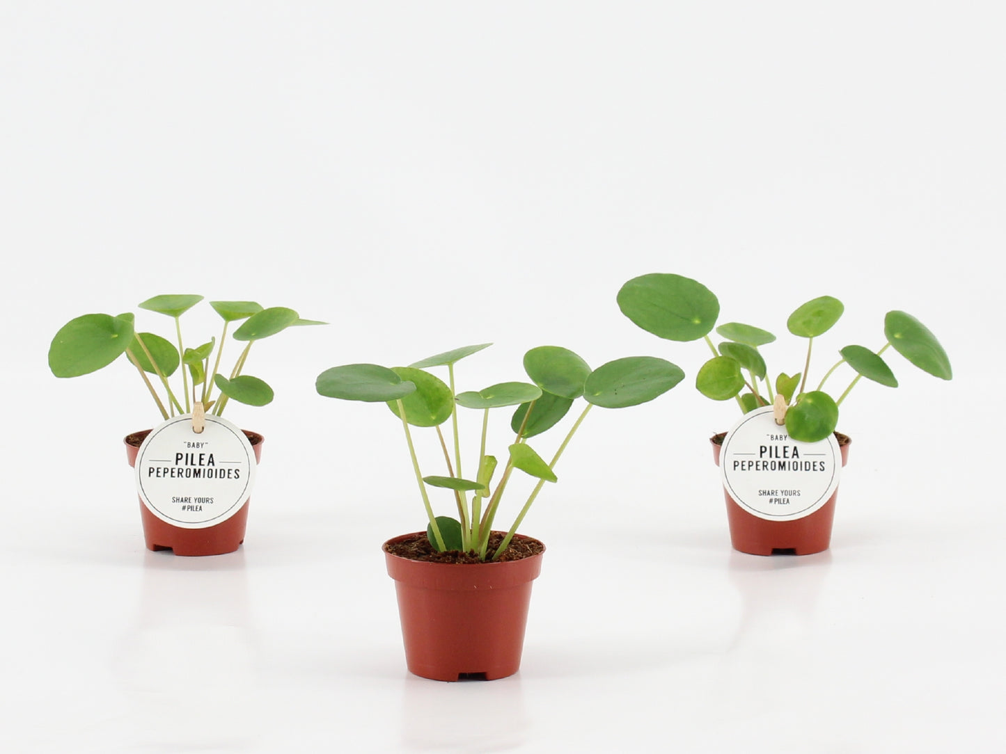 Mostert Nieuwerkerk BV Pilea peperomioides Pack of 20