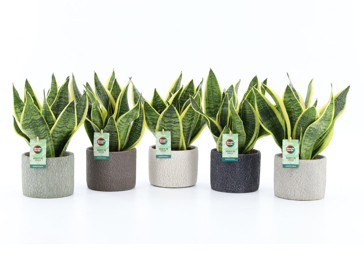 Sansevieria Futura Superba 35cm 14cm Pot