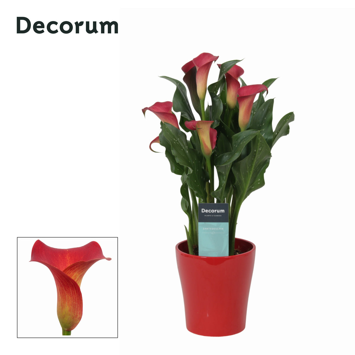 Zantedeschia Red Alert 35cm 12cm Pot