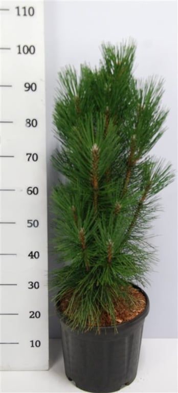 Pinus nigra Pyramidalis 100cm 32cm Pot