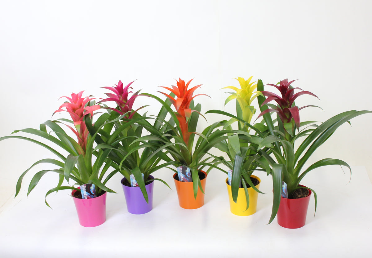 Guzmania mix 50cm 13cm Pot