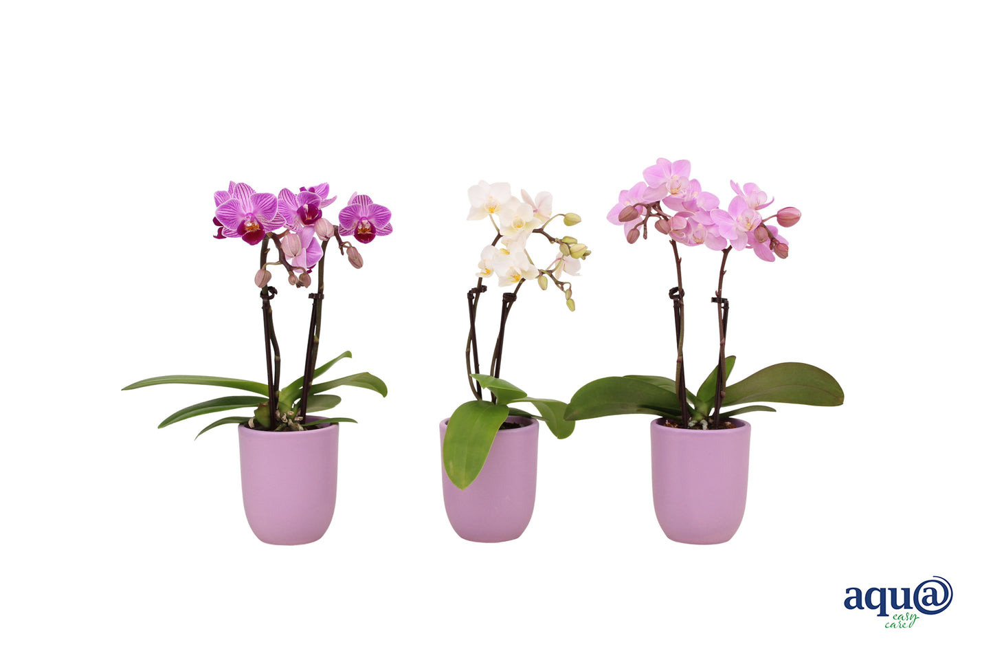Phalaenopsis hybrid 17cm 6cm Pot