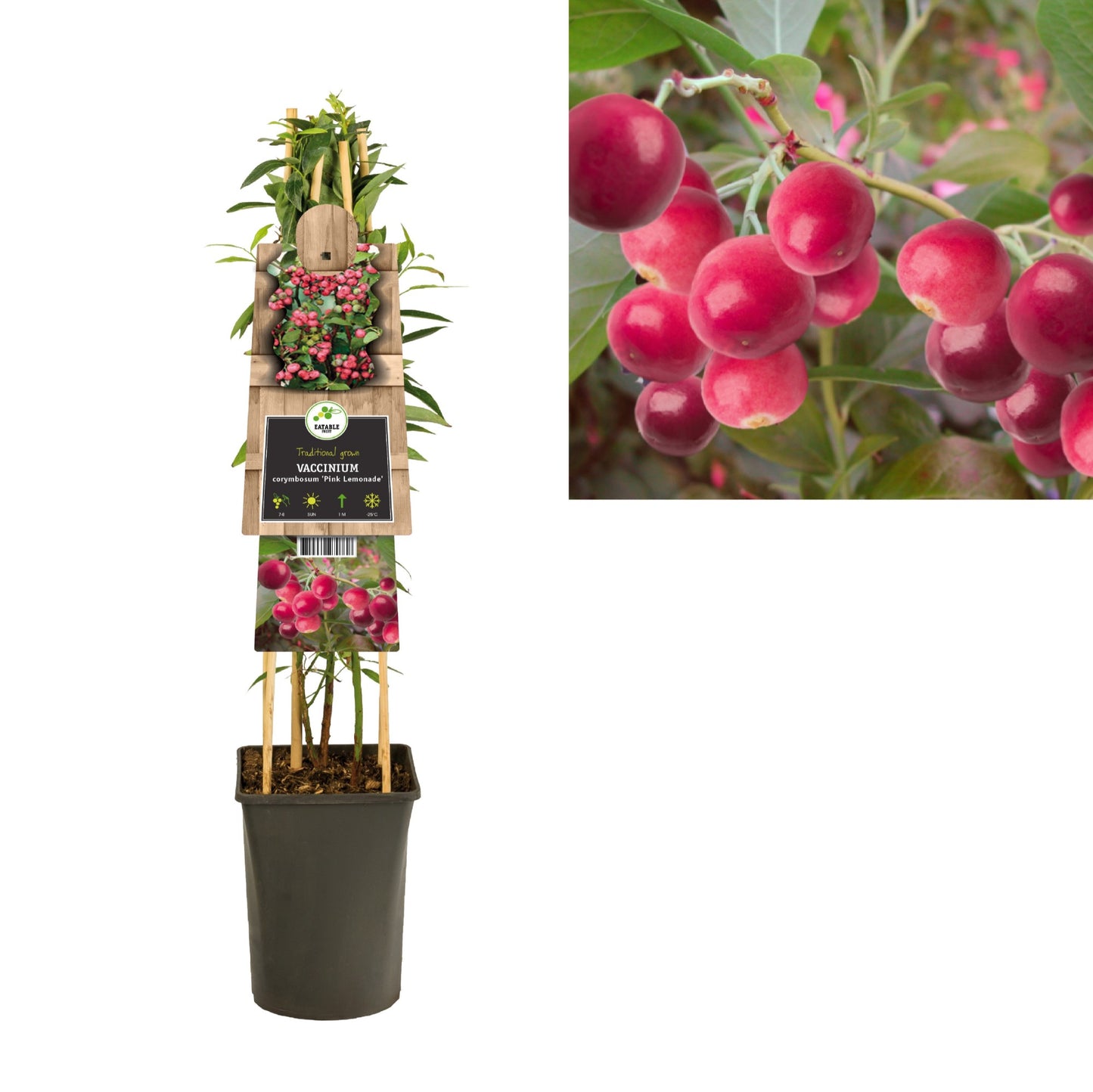 Vaccinium Pink Lemonade 75cm 17cm Pot
