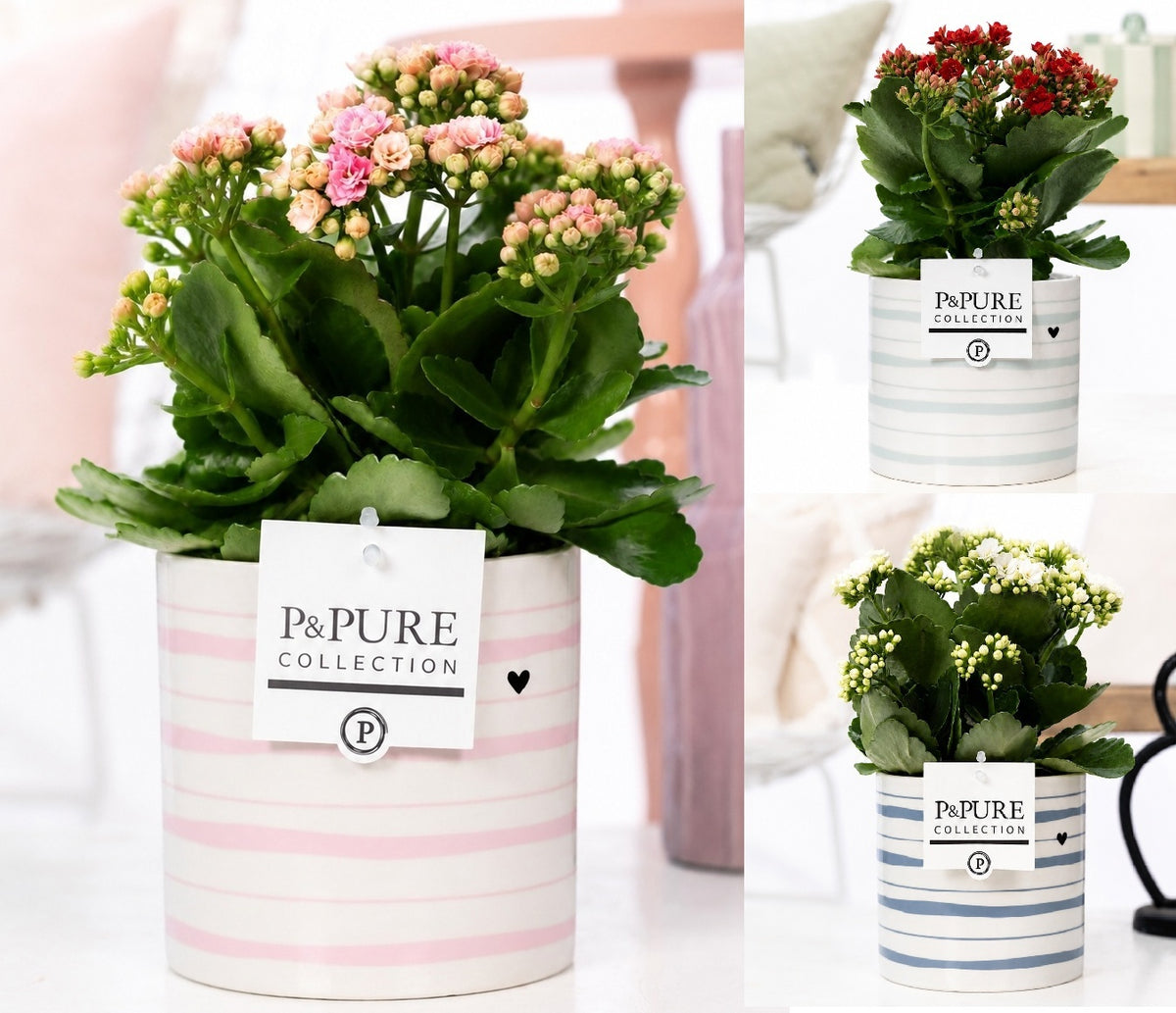 Kalanchoe Rosalina mix 27cm 12cm Pot