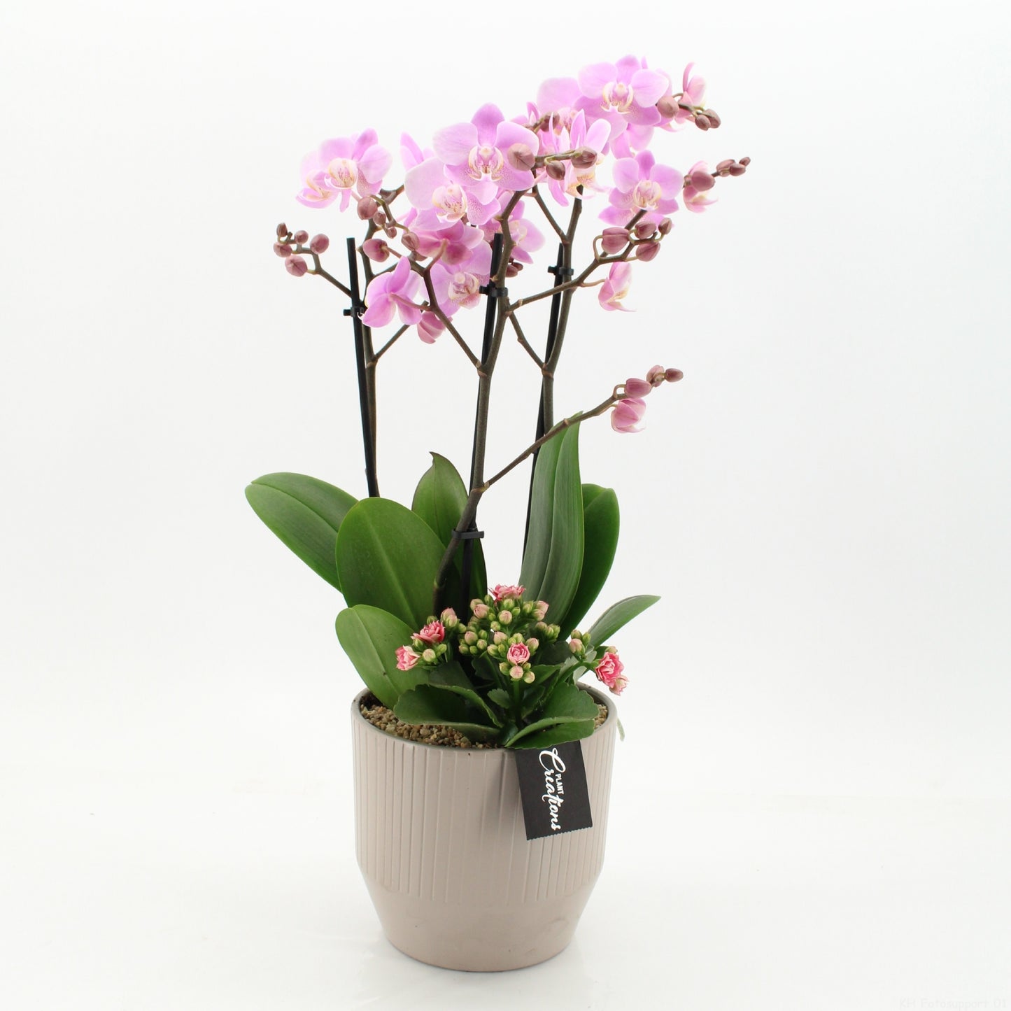Phalaenopsis arrangement 55cm 16cm Pot