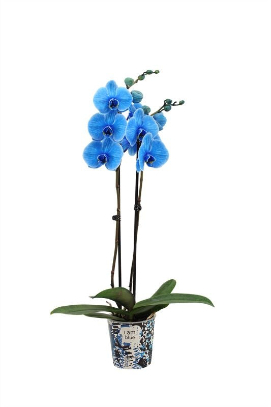 Phalaenopsis Hybrid 55cm 12cm Pot