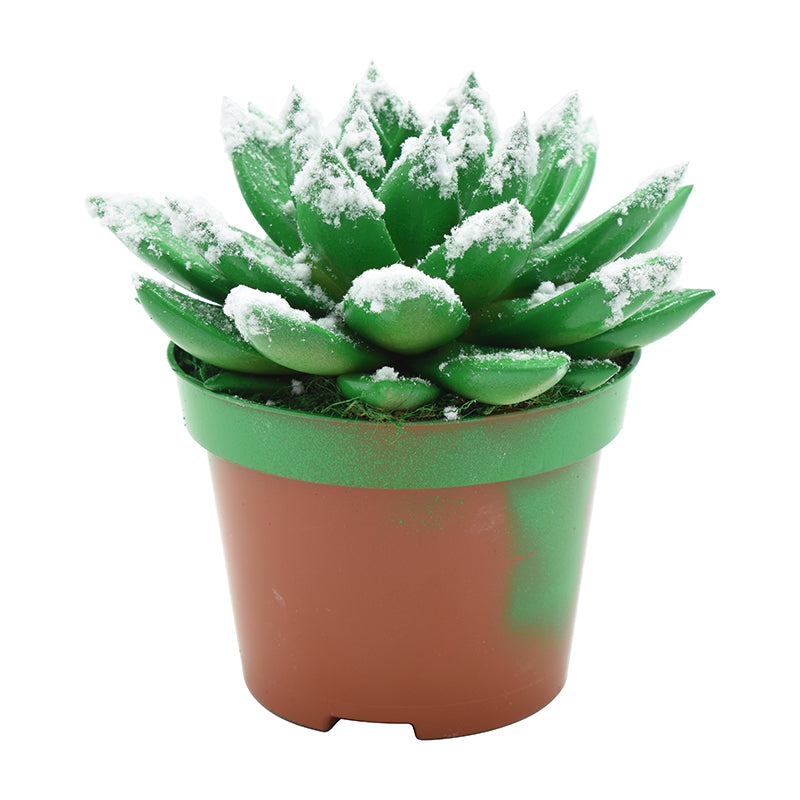 Echeveria Miranda 13cm 10.5cm Pot