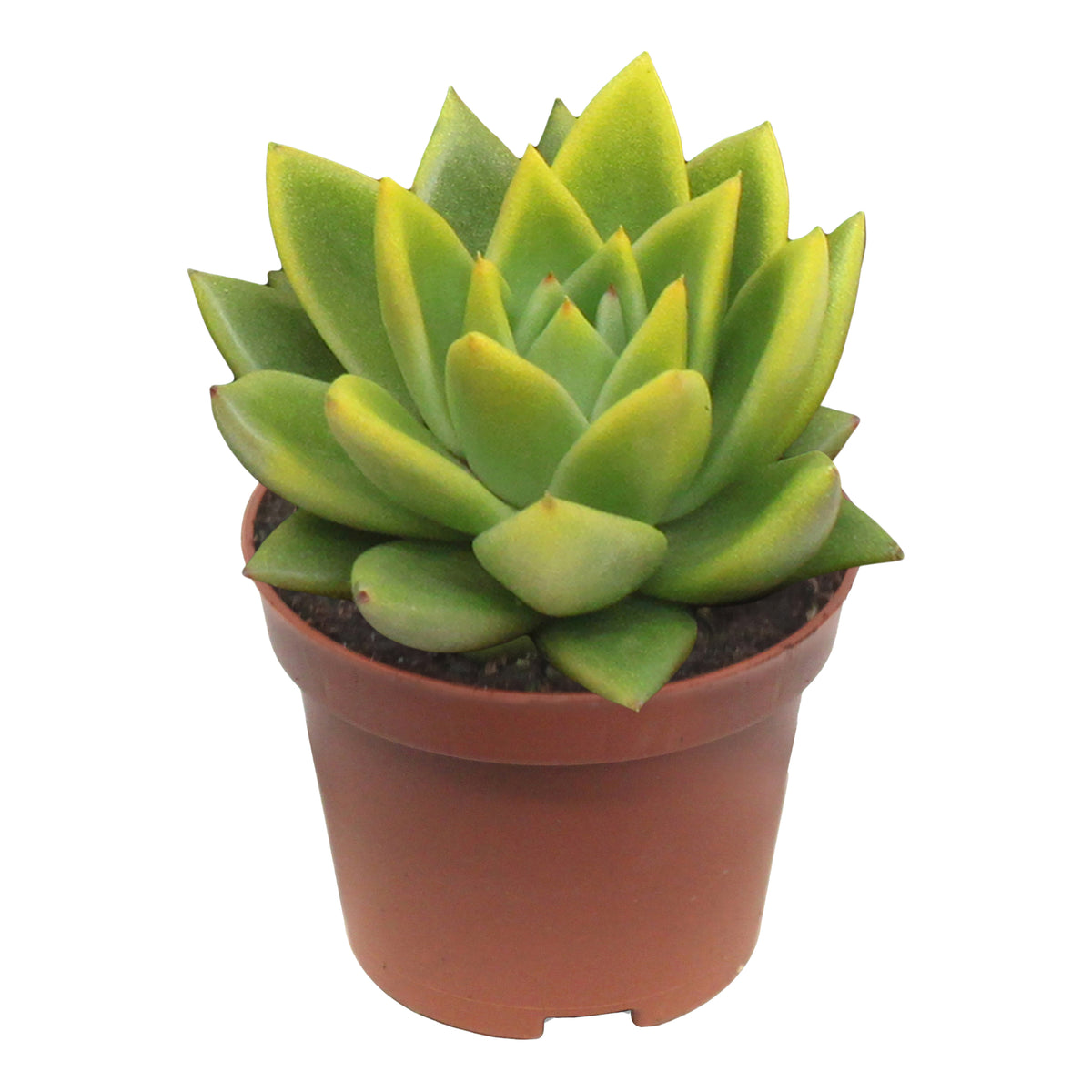 Echeveria colored yellow 8cm 6cm Pot