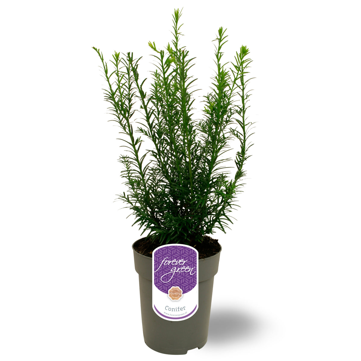 Taxus media Groenland 45cm 15cm Pot