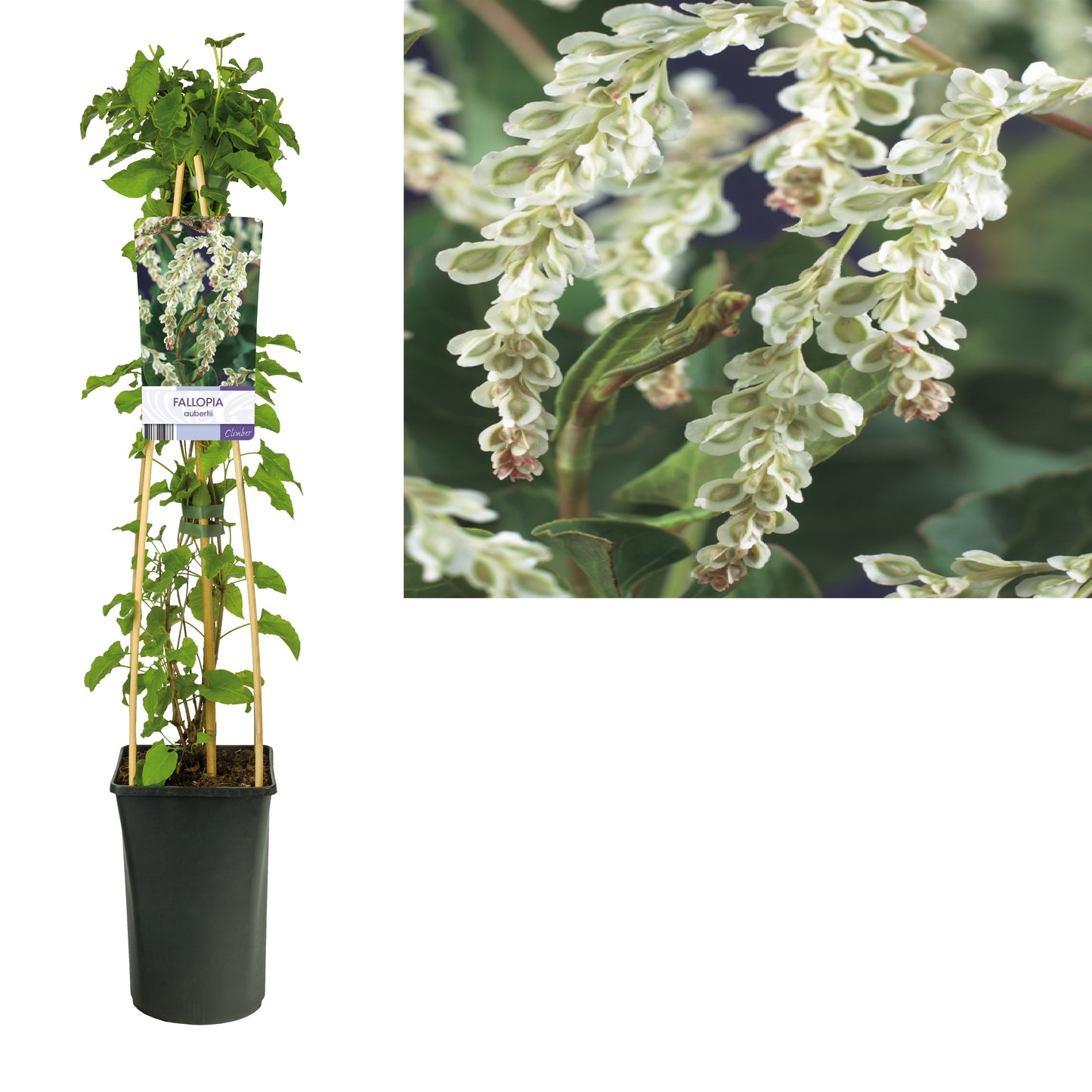 Fallopia aubertii (Russian Vine) 75cm 17cm Pot