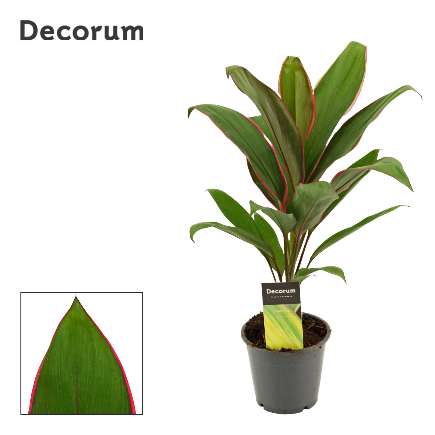 Cordyline aus. Salsa 40cm 12cm Pot