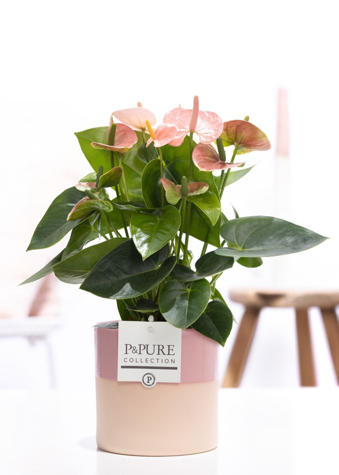 Anthurium andraeanum 45cm 12cm Pot