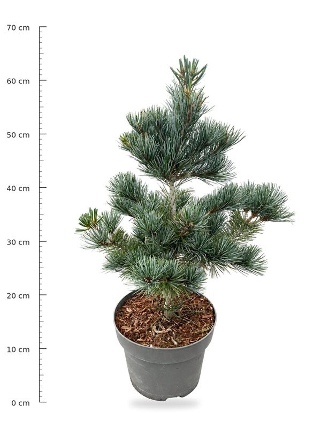 Pinus par. Negishi 60cm 23cm Pot